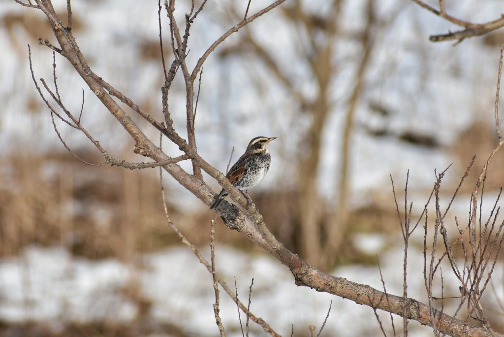 Grive d'hiver